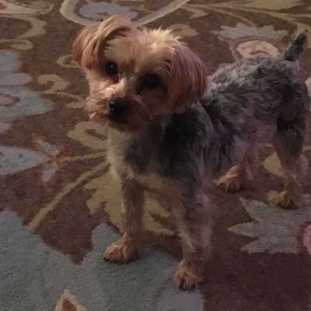 Meet your Posher, Lisa